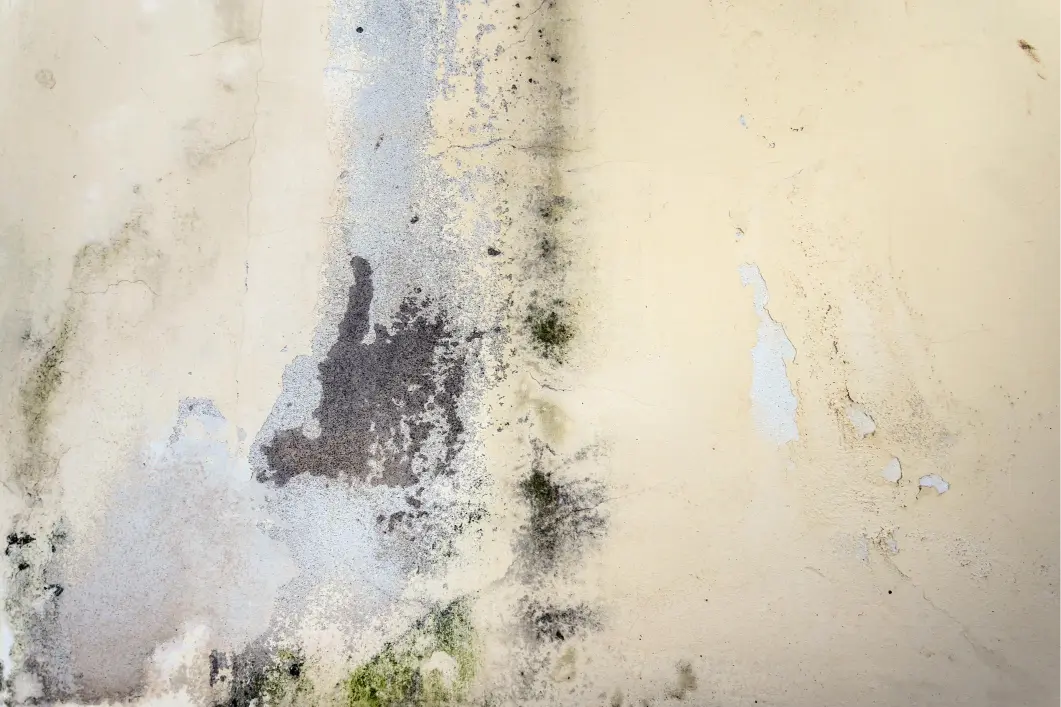 Mold stains and discoloration on an interior wall caused by trapped moisture